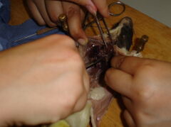 DSC00296.JPG