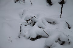 IMG_3521.JPG