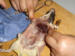DSC00295.JPG