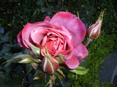 DSCN0192.JPG