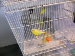 DSCN0529.JPG