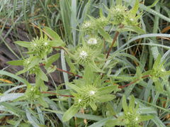 DSCN0981.JPG
